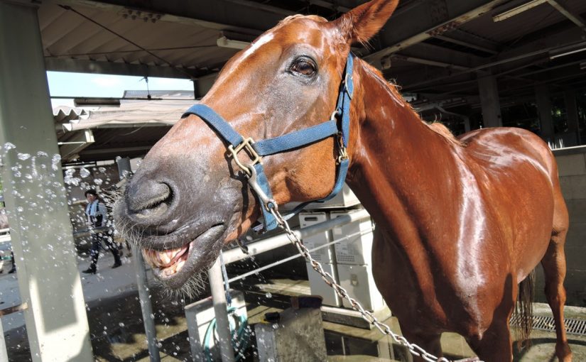 乗馬クラブの水浴び中、変顔をゲット（笑）（寝屋川市/鶴見緑地乗馬苑）