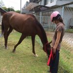乗馬クラブで、ゆったり流れるレッスン後の時間（守口市/鶴見緑地乗馬苑）