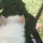 乗馬クラブで一番小さなポニーのお散歩風景（守口市/鶴見緑地乗馬苑）