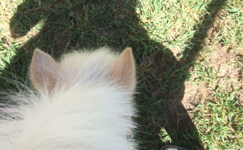 乗馬クラブで一番小さなポニーのお散歩風景（守口市/鶴見緑地乗馬苑）