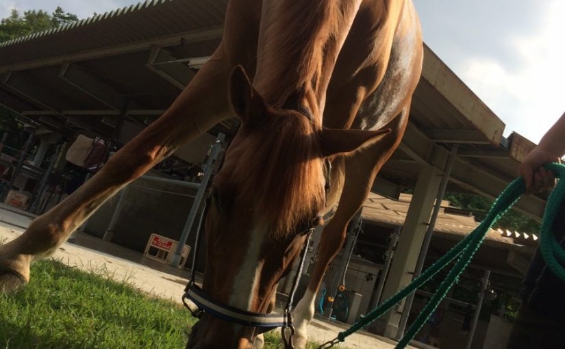 乗馬クラブの馬たちはのびのびのんびりです！（守口市/鶴見緑地乗馬苑）