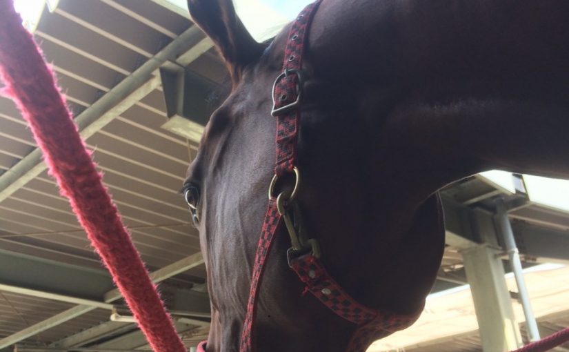 乗馬クラブの馬たち、暑さに負けず頑張っています！（大阪市/鶴見緑地乗馬苑）