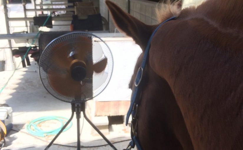 乗馬クラブのレッスン後は扇風機の風にあたってヒンヤリ（守口市/鶴見緑地乗馬苑）