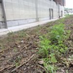 乗馬クラブのニンジン畑（守口市/鶴見緑地乗馬苑）