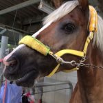 チロル、腹黒疑惑に異議申立て！（守口市/鶴見緑地乗馬苑）