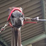 乗馬クラブで馬の鼻デカ写真撮影！（守口市/鶴見緑地乗馬苑）