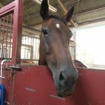 乗馬クラブは雨…馬たちは？（吹田市/鶴見緑地乗馬苑）