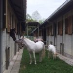 乗馬クラブの馬たちは今日もまったり。（大阪市/鶴見緑地乗馬苑）