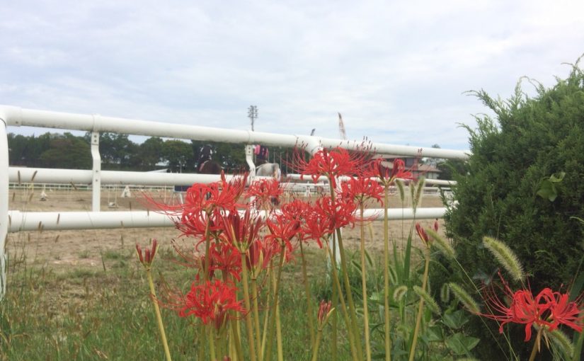 馬場の入口に彼岸花。