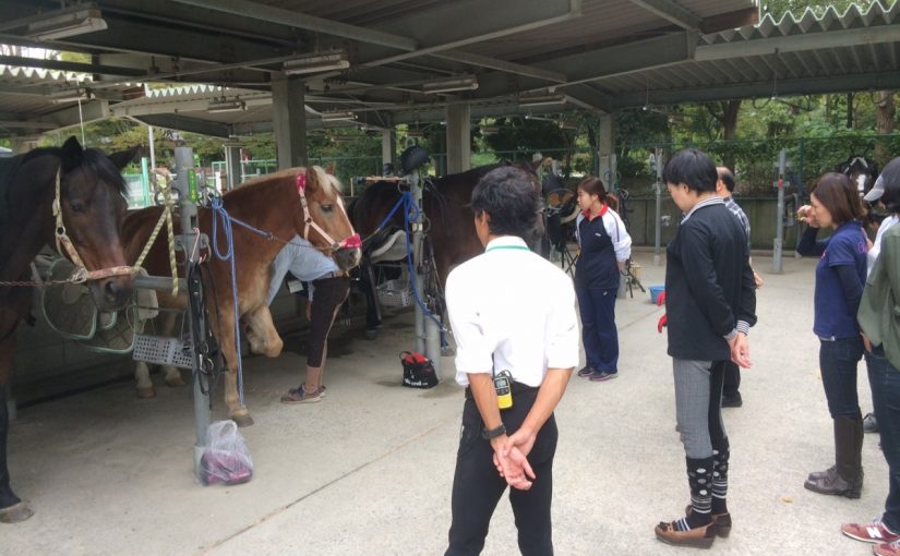 馬のお手入れ講習会で手入れの仕方をおさらいしました。