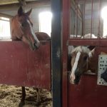 「今日の収穫は…？」「まぁまぁかな？」