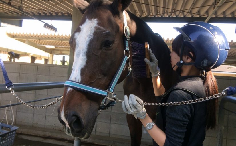 ぽかぽか昼下がりのファーストレッスンでブラッシングにうっとり。