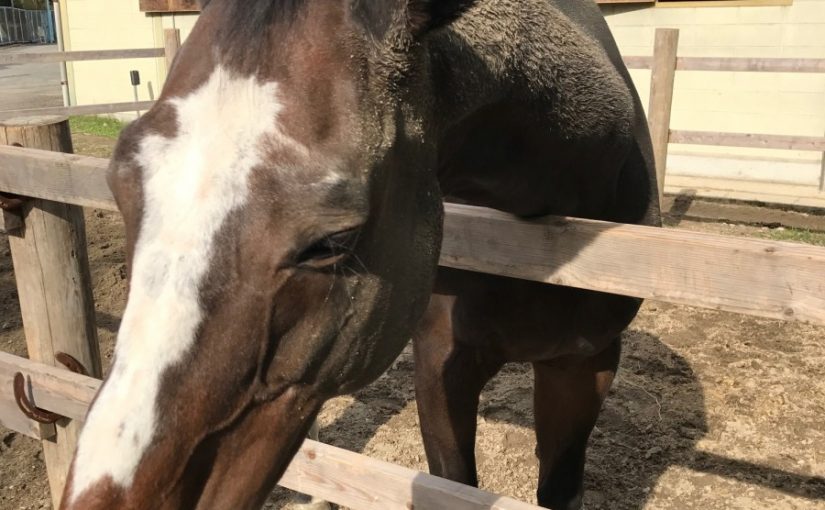 乗馬体験の人気者「プリンス」の美容法？