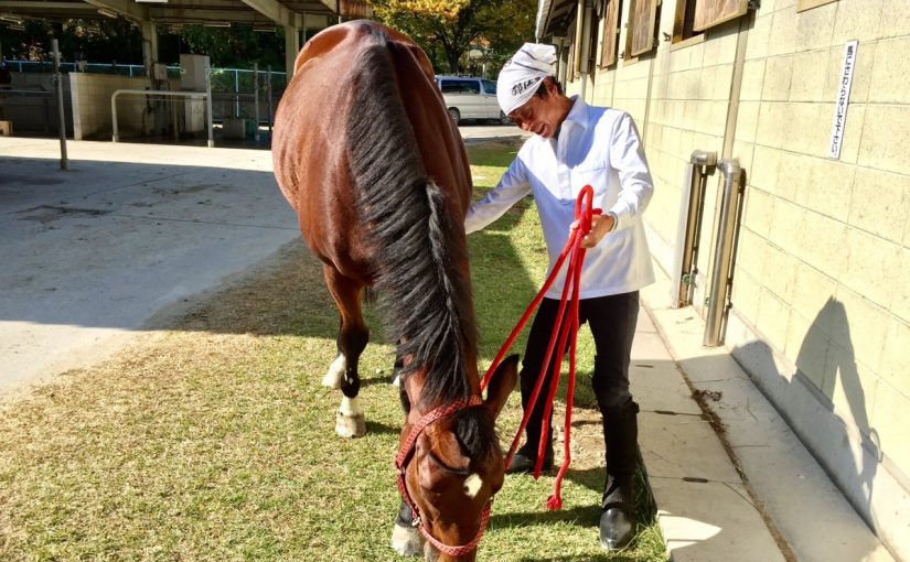 馬とゆっくりお散歩♪