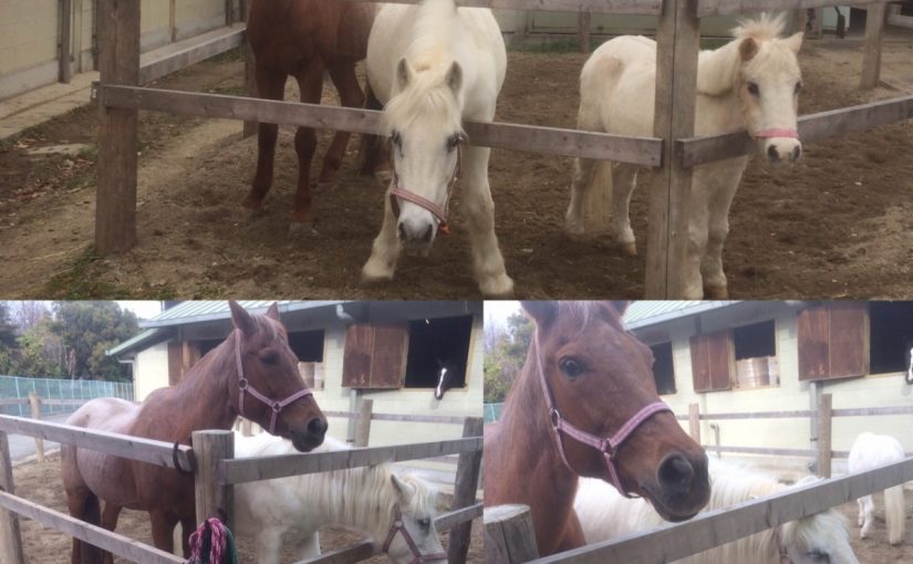 なかよしポニーズ