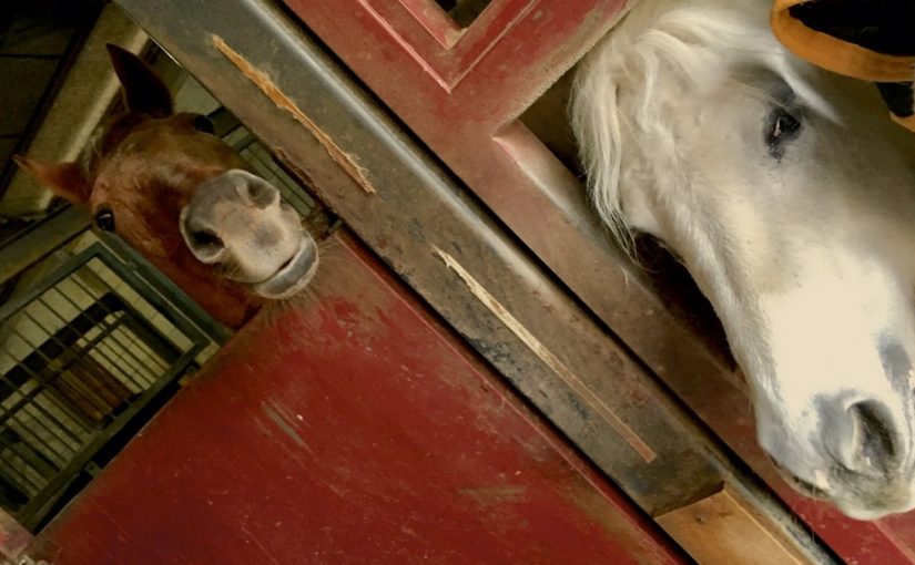 クリスマスホースショー後の1日🐴