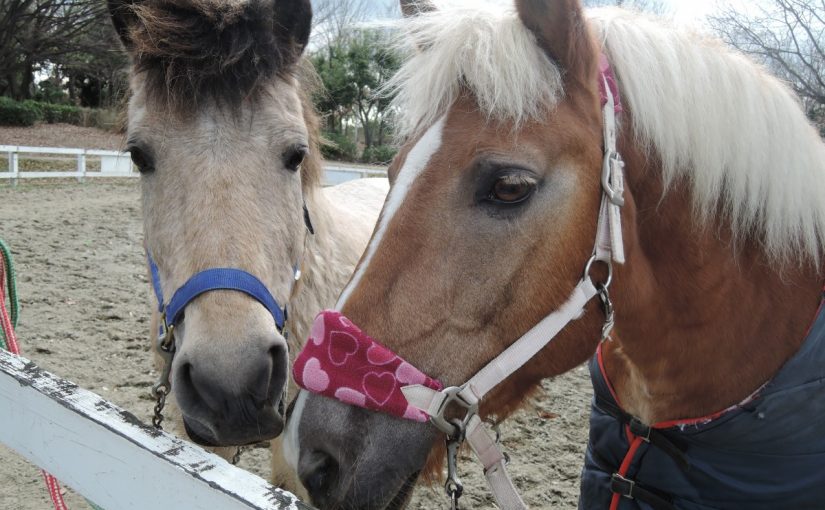 馬流ハジメマシテ