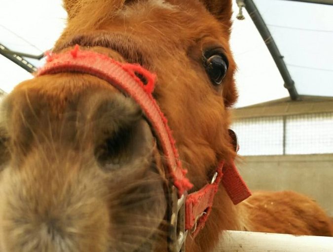 名前やいかに！？