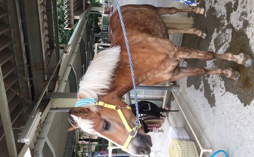 ピカピカ✨チロル✨