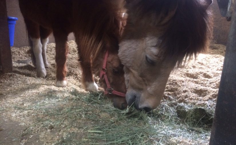 明日はふれあい❤