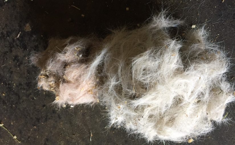 ケセランパセラン