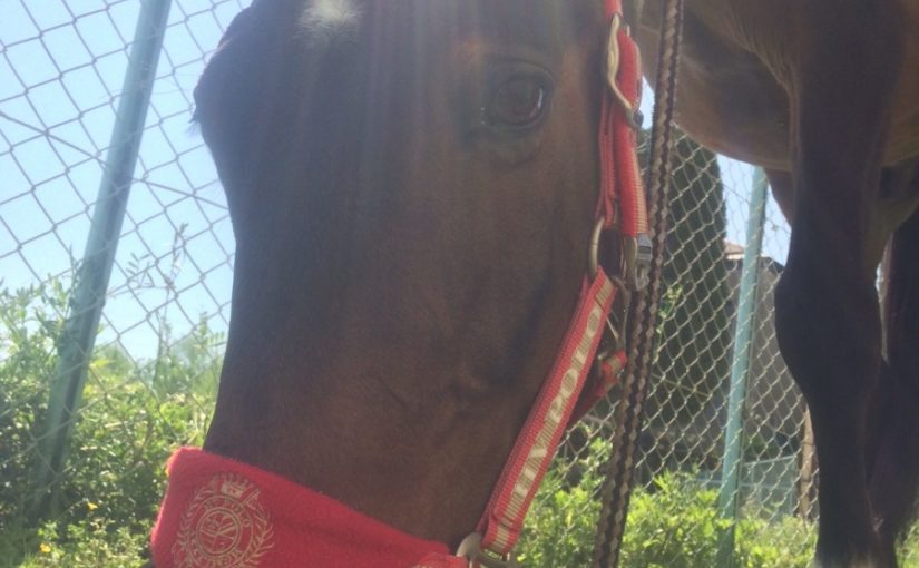 緑鮮やかな季節が来ました！！