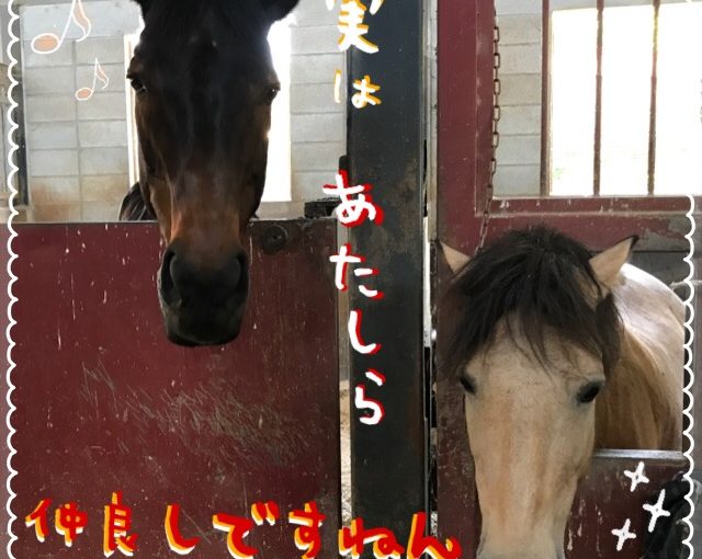 お隣さん🐴♪
