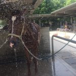 暑くなるのも、悪くない？