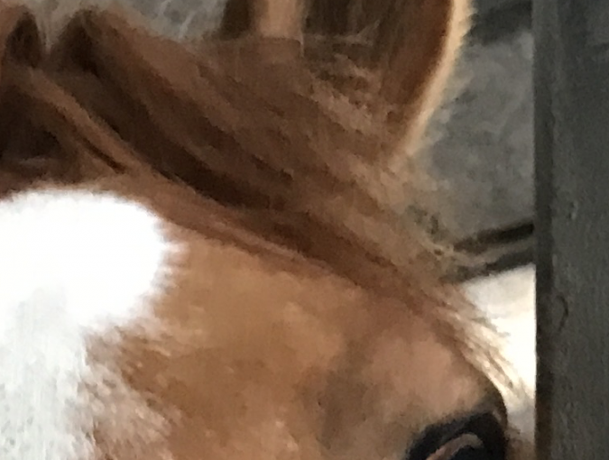 ズーーームっ👀