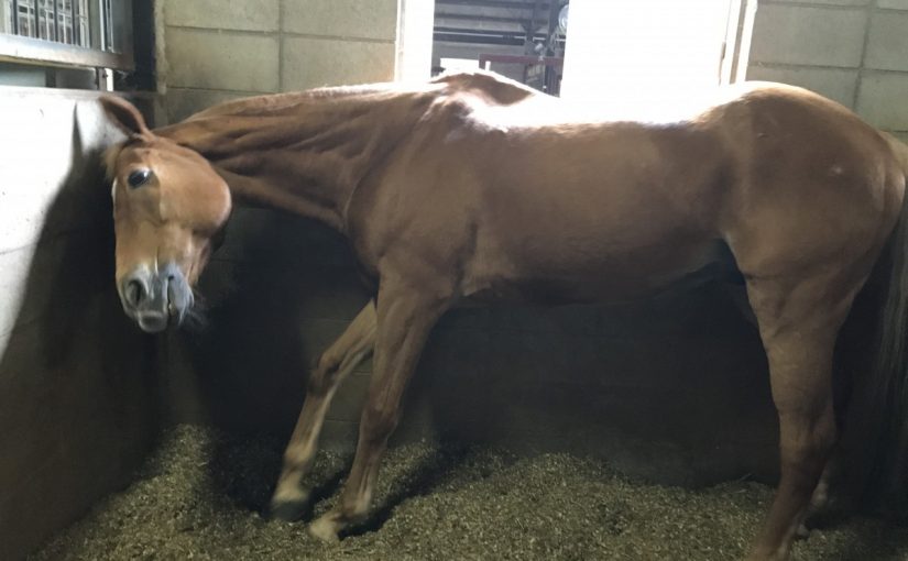 孫の手ならぬ壁の手⁇