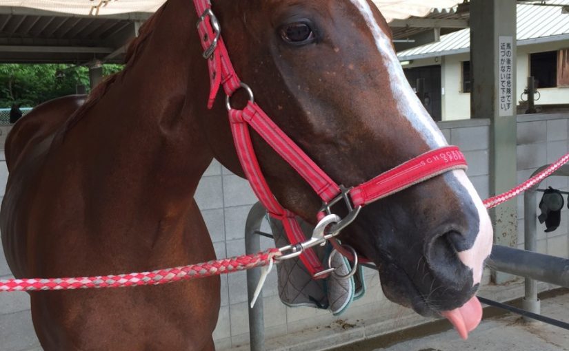 ファンファン🐎