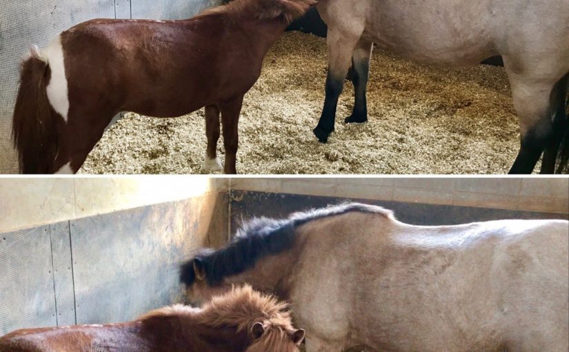 さっちゃーーーーんっ‼︎🐴