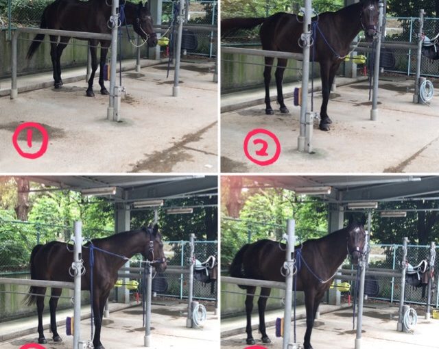 ねぇ…まだぁ⁇🐴