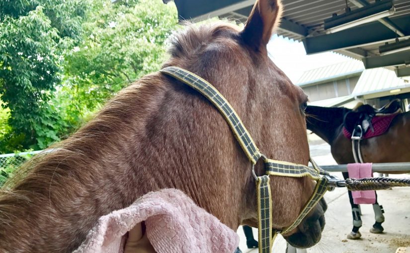 良い子さん🐴💕