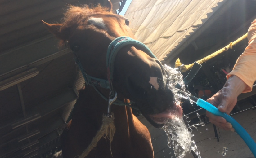 暑いぃ～！！！