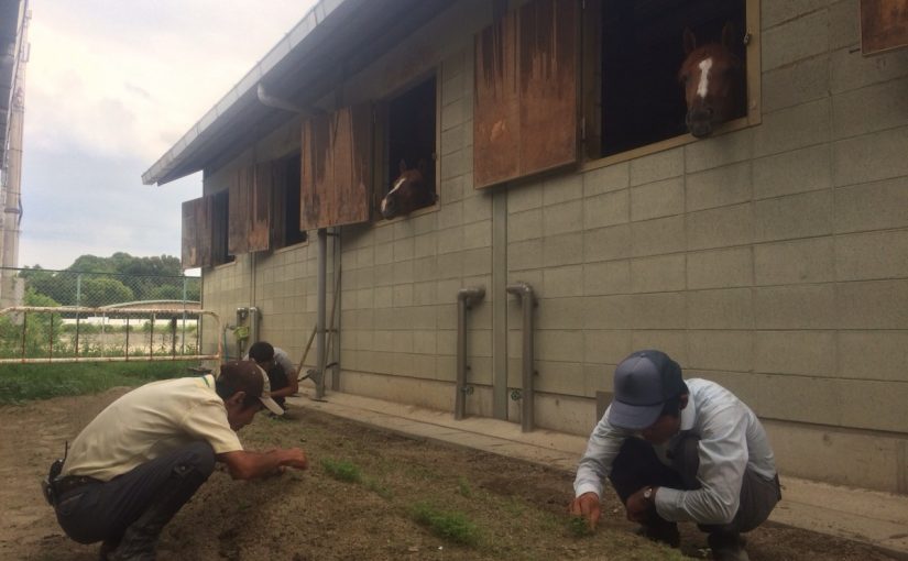 にんじん畑にて…