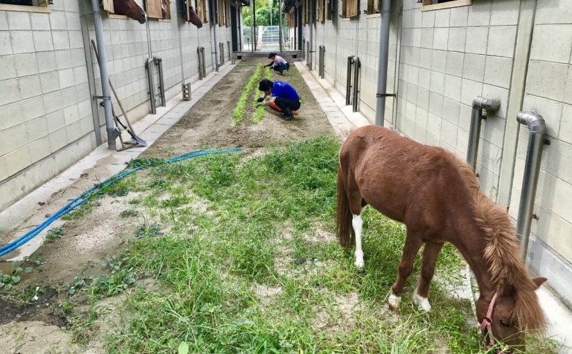 にんじん畑と🐴🥕
