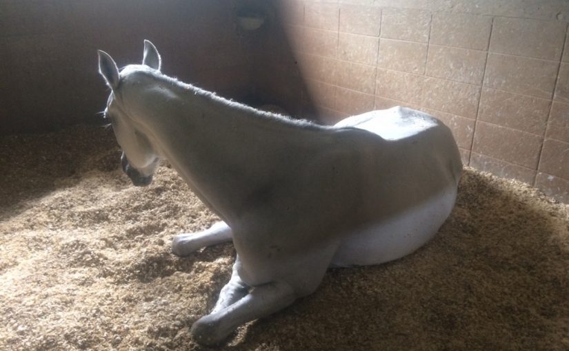 白馬っぽいけど…