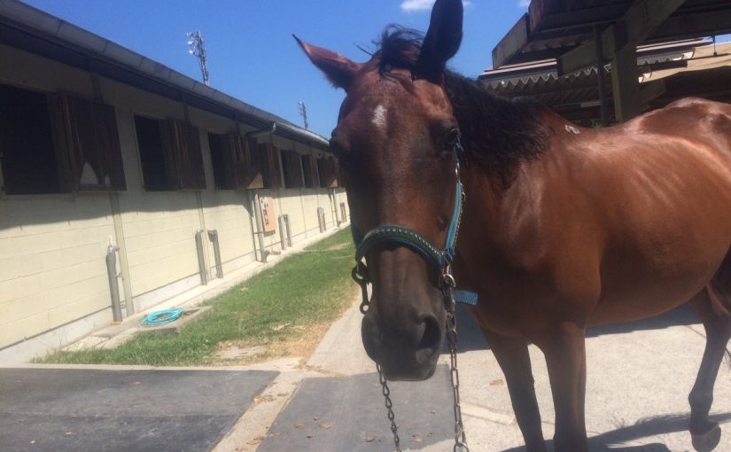 涼しくなりました（！？）