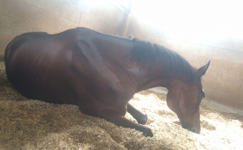 サンデーのSUNDAYな過ごし方♪