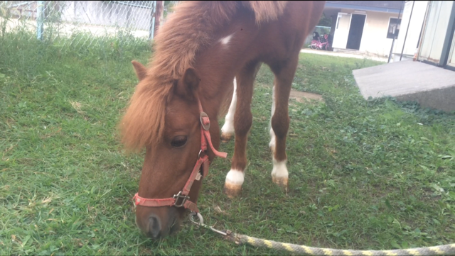 メイちゃんの散歩