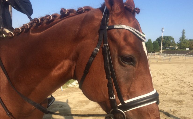 フェスティバルに向けて