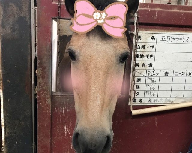 ぷりてぃーな🐴🎀