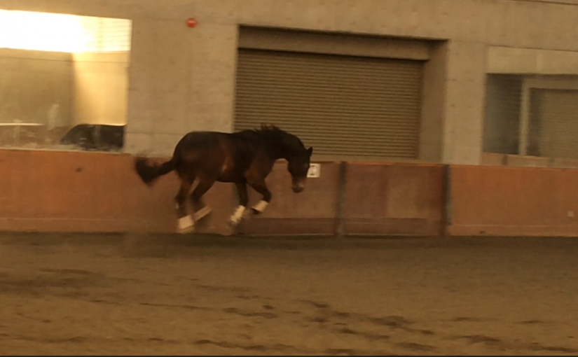 いやっほいっ！