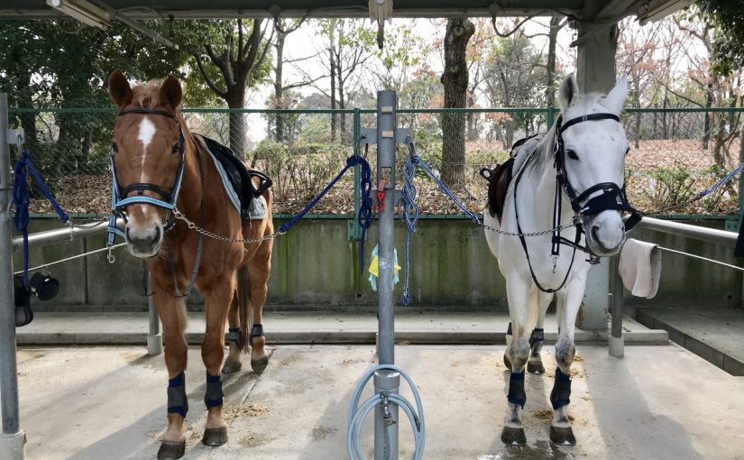 体験乗馬の待機中🐴