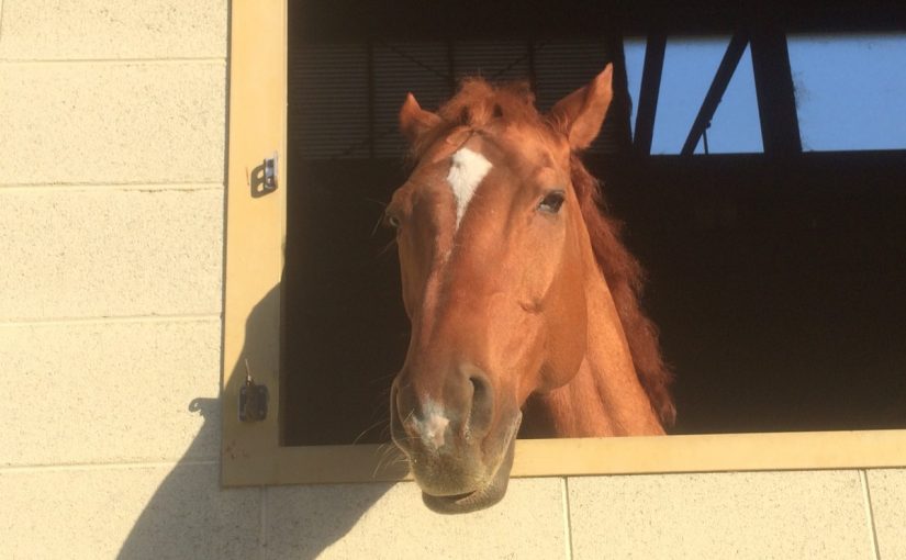 お日さま最高！