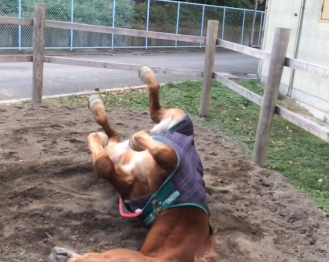 今日は何の日、ふっふ～♪