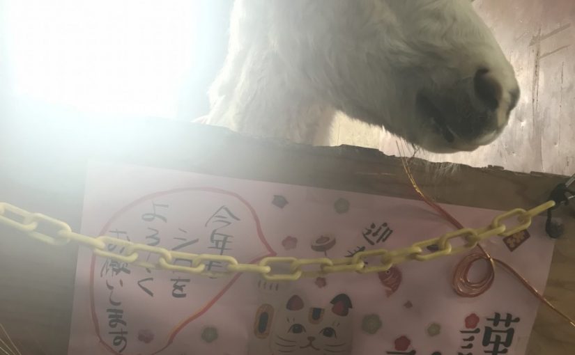 🎍明けましておめでとうございます🎍