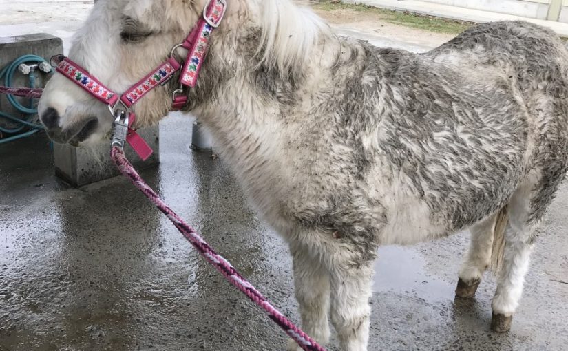 クロちゃん？！