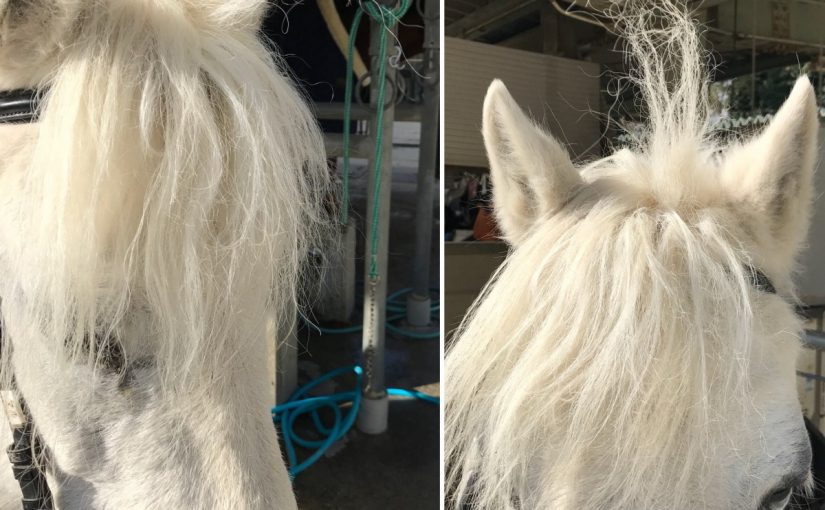 ユニコーン🦄⁇